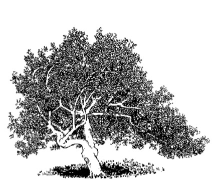 Baum als Trauergrafik