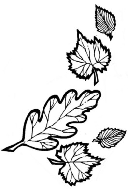 gezeichnete Blätter verschiedener Baumsorten