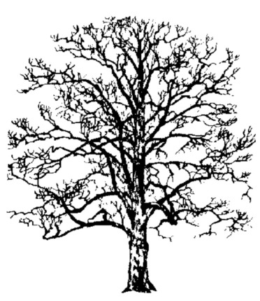 gezeichneter Baum ohne Blätter