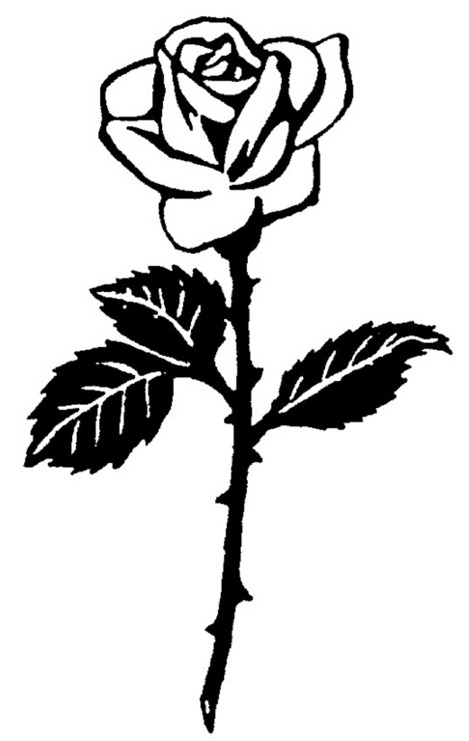 Rose Stacheln